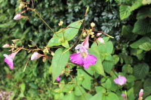 Impatiens balfourii (5) (1200 x 800)8